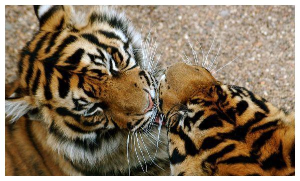 生肖虎只要保守去做凡事多多忍让不要强出头