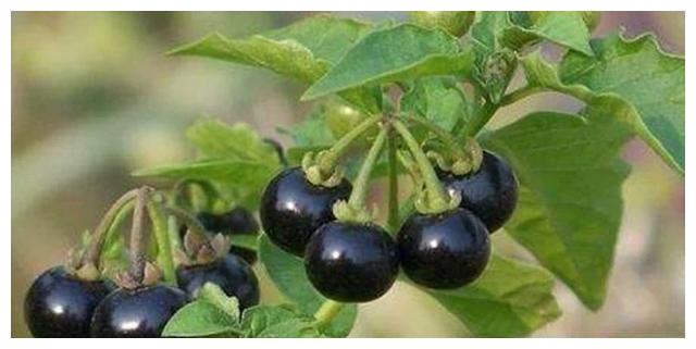 落的时候,黄豆地里的黑悠悠就熟了,一大串一大串的的悠悠果特别的喜人