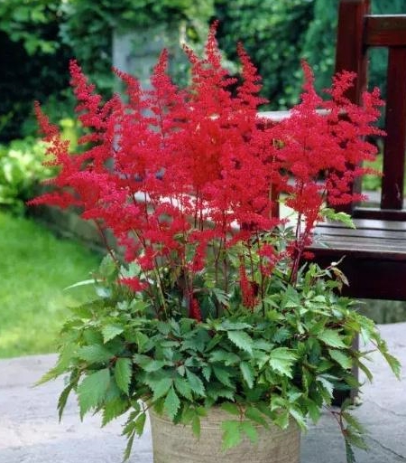 试试好看又耐阴,四季能开花的它!