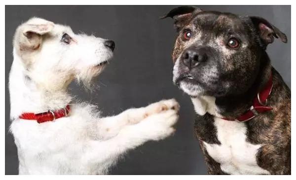 兽医小明科普:想养两只狗狗的铲屎官,建议从它们小时候就领养它们