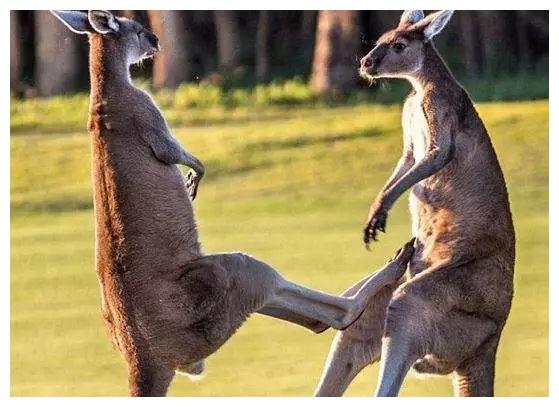 动物打架快看最后一个太惊滟了