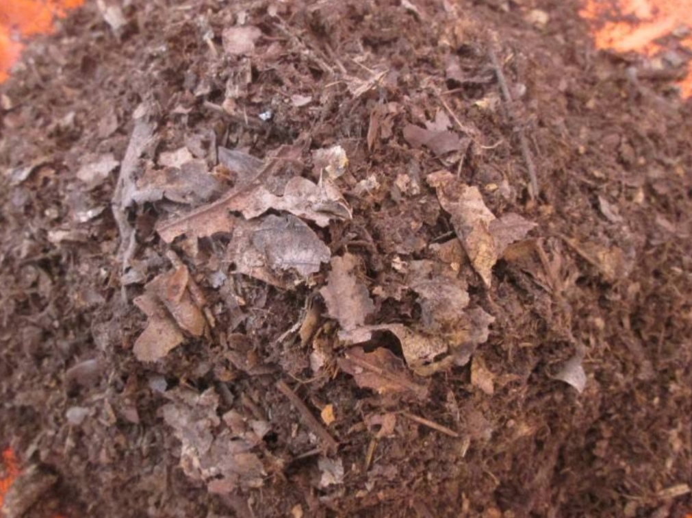 养花用松针土,腐叶土,提前做好这件事,才能放心用__财经头条