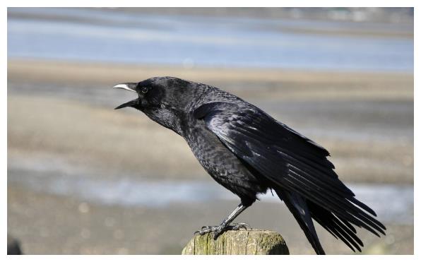 惊蛰乌鸦叫春分地皮干乌鸦叫和地皮干有什么关系