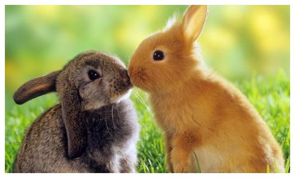 揭秘87年火兔一生命运33岁后是穷是富一定要花一分钟看看