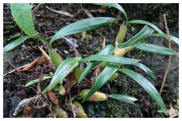 石仙桃 石仙桃别名