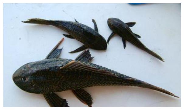 中国人眼中"垃圾鱼",在越南却成了美食,中国吃货:佩服!