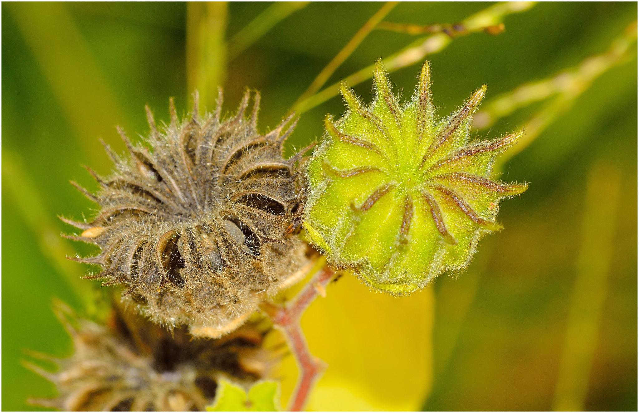苘麻(qǐng má):龙葵的果实和叶子都是可以吃的,一些地方甚至拿它当