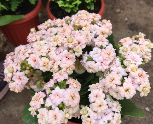 养了多年长寿花都不知道，原来它有“小开关”，可以让它随时开花休闲区蓝鸢梦想 - Www.slyday.coM