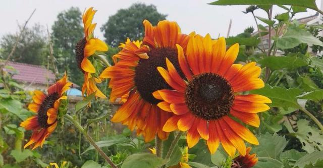 俄罗斯的国花(俄罗斯的国花是向日葵吗)