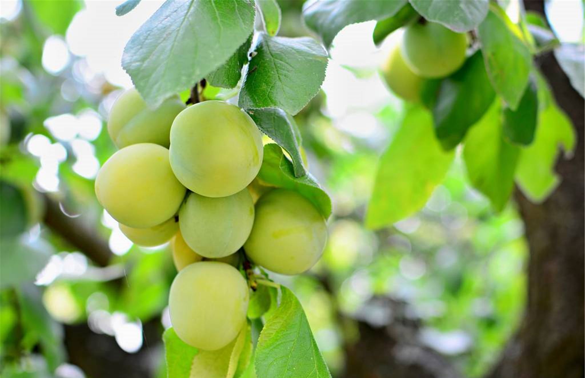 雨轻风色暴,梅子青时节——宋代:张先