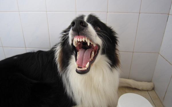 第二,在狗狗面前张牙舞爪,我们都知道狗狗的听觉视觉嗅觉都是特别好的