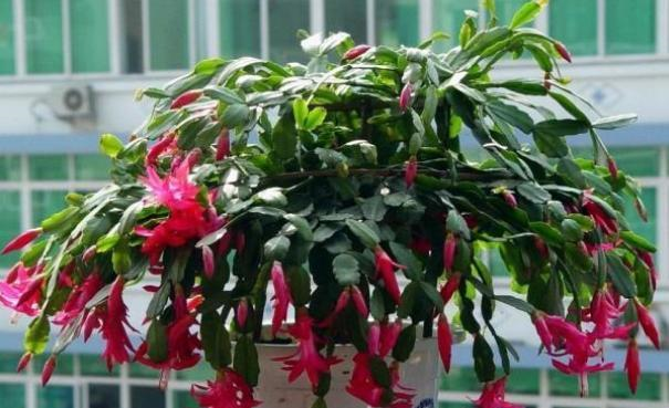 给蟹爪兰换盆,注意“细节”,换完快恢复,根壮叶肥早开花休闲区蓝鸢梦想 - Www.slyday.coM 给蟹爪兰换盆,注意“细节”,换完快恢复,根壮叶肥早开花休闲区蓝鸢梦想 - Www.slyday.coM