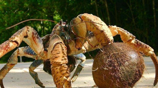 徒手开椰子的螃蟹破坏力惊人堪称螃蟹中的战斗蟹