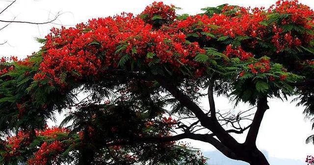 世界名树凤凰树