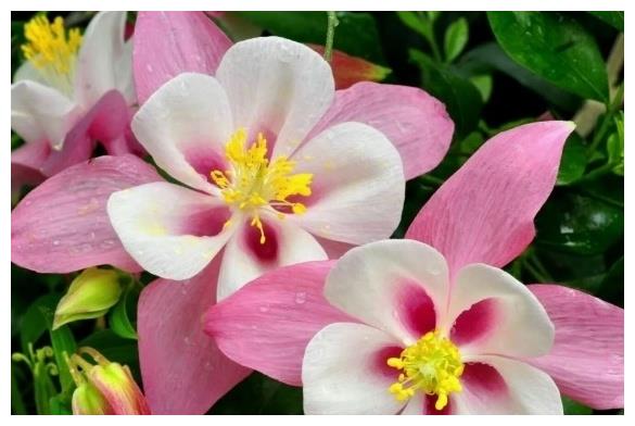 属羊女招财又聚财,财运好的不得了,更是旺夫旺不停,两个人终究会享福