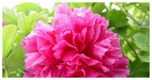 3种招财花,财源滚滚好运来,新的一年蒸蒸日上,一养就上瘾