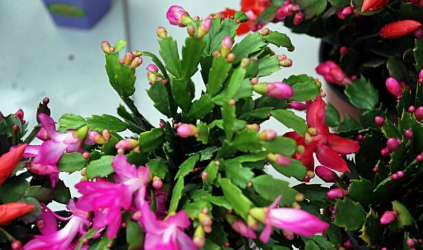 蟹爪兰一直不长花苞？用上“3个狠招”，花苞乖乖吐出来！休闲区蓝鸢梦想 - Www.slyday.coM