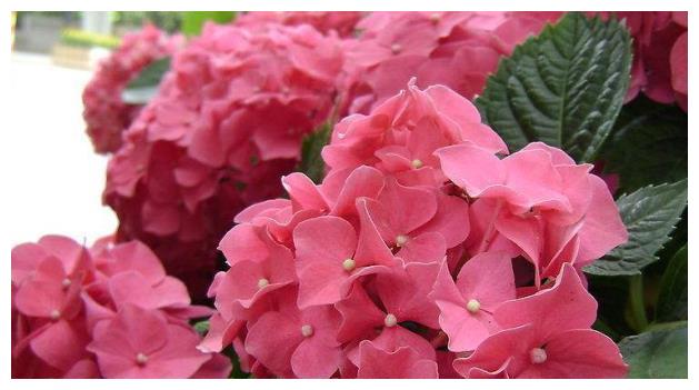 对老婆不离不弃的3大生肖男 和爱人白头偕老 日子越来越好 妻子 生肖 生肖牛 新浪新闻