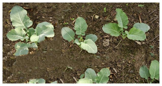 农民种青花菜幼苗定植后做好3点管理花菜结球大还高产