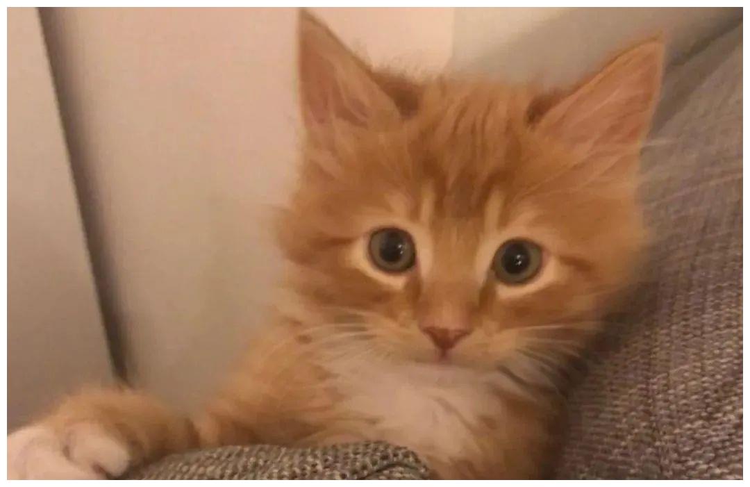 出生不幸的小橘猫,爱上了户外旅行,摆脱了十橘九胖的魔咒