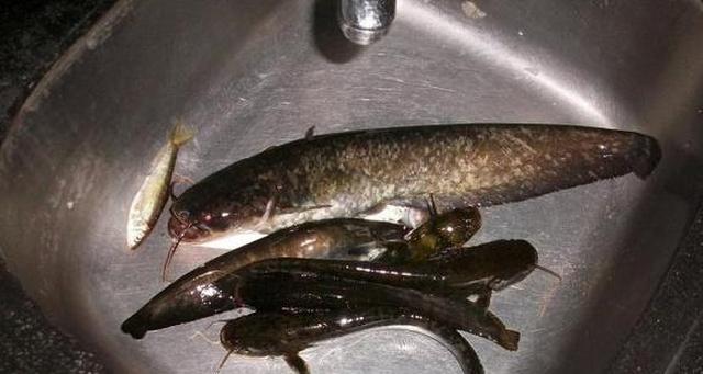 这种野生的花鲶在小时候随处可钓,现在想吃都要靠运气|鲶|鲶鱼|钓友