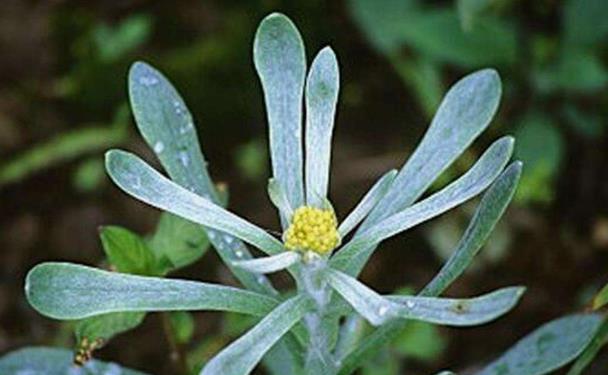 又名清明草,别名菠菠草,佛耳草,软雀草,蒿菜,面蒿,清明菜,水萩等,田艾