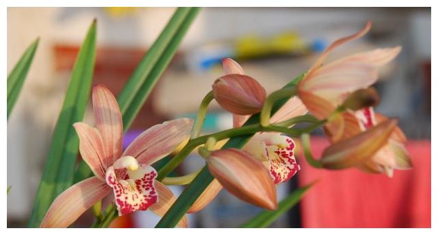 花型比 盘子 还大的兰花 花色美艳 花香如蜜 开花勤快还好养 花型比 盘子 还大的兰花 花色美艳 花香如蜜 开花勤快还好养