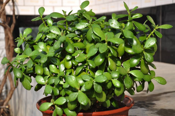 1棵小玉树做好这4点快速爆侧芽一年就能变老桩