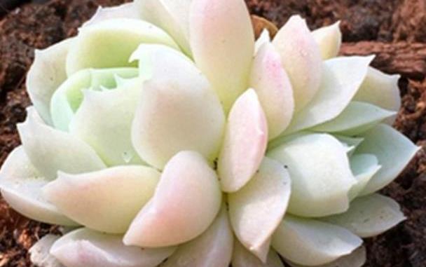 4种白色系多肉春天这么养冰清玉洁美丽出尘