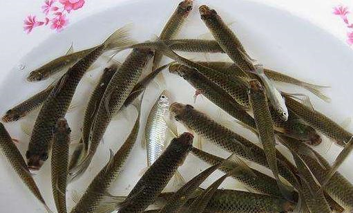 原产自我国，一天吃上千只蚊子，在国外泛滥成灾，我国38元1斤休闲区蓝鸢梦想 - Www.slyday.coM