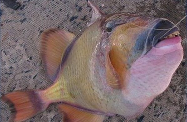 男子钓上来一条"人嘴怪鱼",把他吓得不轻!