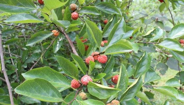 它便是柘木,又称“帝王木”,极为珍贵,但成才却需上百年|植株|外貌|树木|植物|果实_新浪新闻