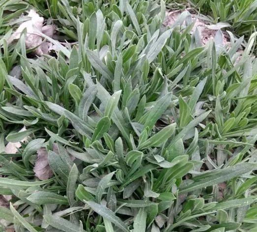 多吃一种野菜,祛痰止咳,抗菌消炎,促进肠液分泌,老人孩子都能