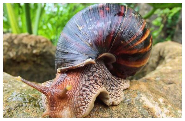 紧急提醒:发现这种黄花,立即上报!河南多地已出现!休闲区蓝鸢梦想 - Www.slyday.coM 紧急提醒:发现这种黄花,立即上报!河南多地已出现!休闲区蓝鸢梦想 - Www.slyday.coM