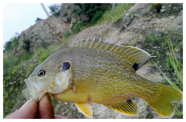 紧急提醒:发现这种黄花,立即上报!河南多地已出现!休闲区蓝鸢梦想 - Www.slyday.coM 紧急提醒:发现这种黄花,立即上报!河南多地已出现!休闲区蓝鸢梦想 - Www.slyday.coM