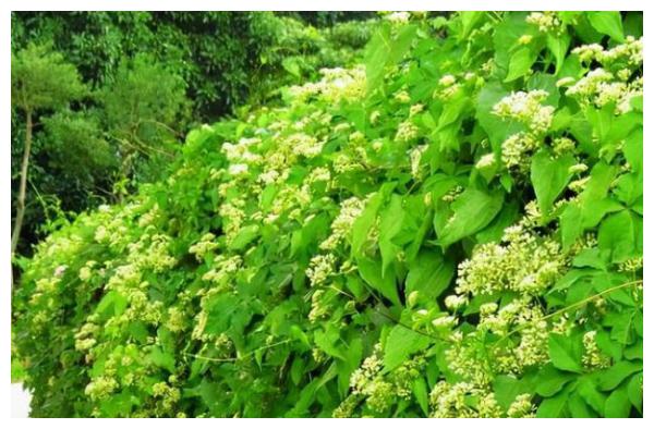 紧急提醒:发现这种黄花,立即上报!河南多地已出现!休闲区蓝鸢梦想 - Www.slyday.coM 紧急提醒:发现这种黄花,立即上报!河南多地已出现!休闲区蓝鸢梦想 - Www.slyday.coM