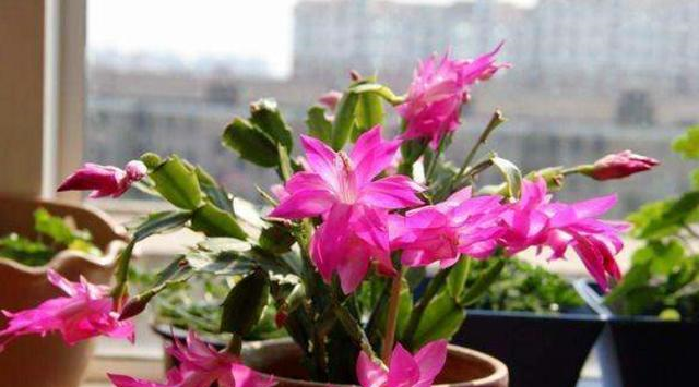 给蟹爪兰换盆,注意“细节”,换完快恢复,根壮叶肥早开花休闲区蓝鸢梦想 - Www.slyday.coM 给蟹爪兰换盆,注意“细节”,换完快恢复,根壮叶肥早开花休闲区蓝鸢梦想 - Www.slyday.coM