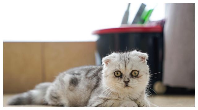 浅谈折耳猫:可爱的背后是让人痛心的酸楚