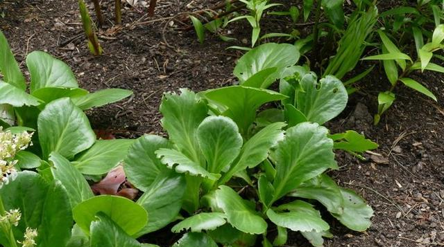 岩白菜|人参|叶片_新浪新闻