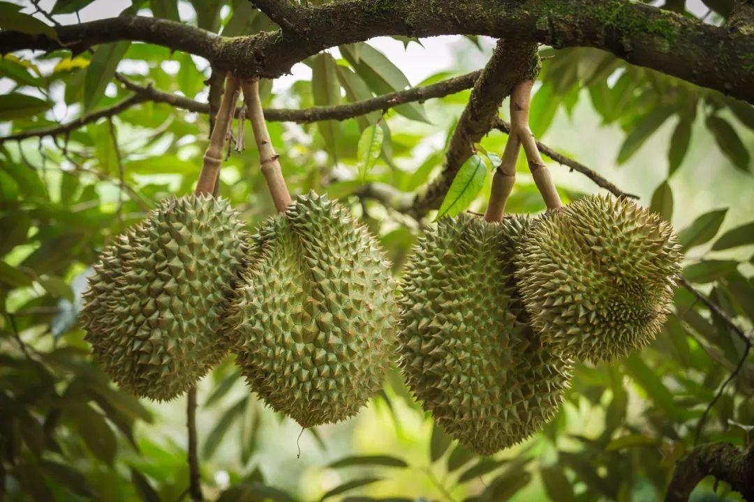 泰国榴莲一季度对华出口额达186亿美元较去年同期增长14