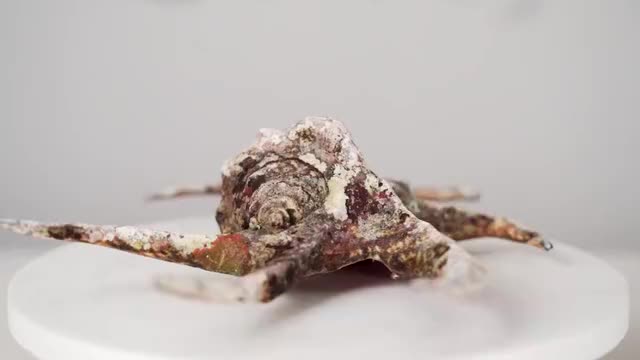 试吃"不规矩"的笔架螺,挖肉挖到我自闭,一般人把握不住