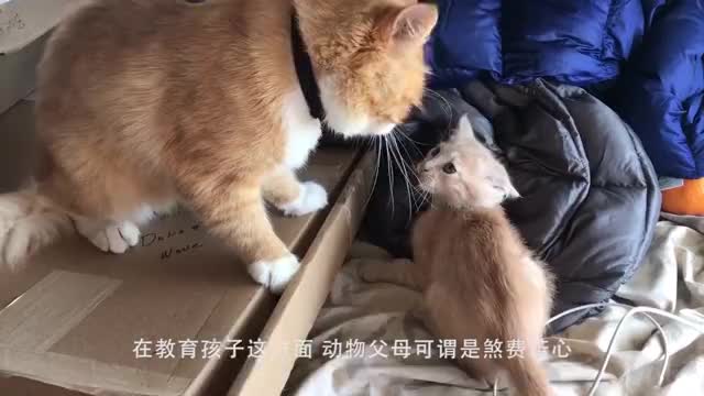 小狗不听话,被爸妈混合双打,网友:像极了我爸妈打我的样子