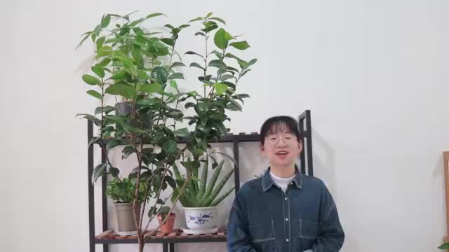 茶花孕蕾期养护有讲究，分享三个重点，花苞长势快，避免黄叶落叶