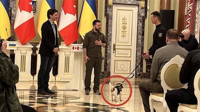 泽连斯基当加拿大总统特鲁多面给狗颁奖,二者还达成了这些共识休闲区蓝鸢梦想 - Www.slyday.coM 泽连斯基当加拿大总统特鲁多面给狗颁奖,二者还达成了这些共识休闲区蓝鸢梦想 - Www.slyday.coM