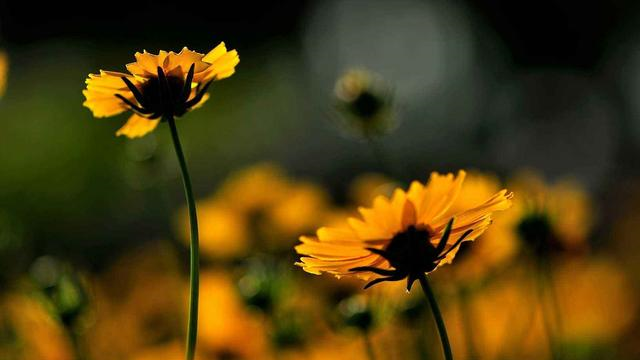 能够原谅老公出轨的三大星座，是真的豁达，还是另有“算计”？休闲区蓝鸢梦想 - Www.slyday.coM