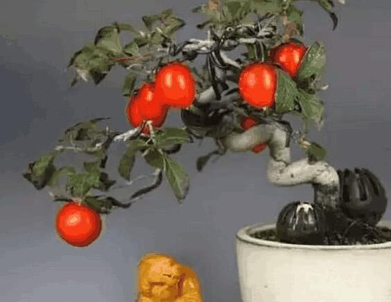 张大爷捡了1个树桩,结出怪果子,专家说是“金弹子”,老贵了休闲区蓝鸢梦想 - Www.slyday.coM 张大爷捡了1个树桩,结出怪果子,专家说是“金弹子”,老贵了休闲区蓝鸢梦想 - Www.slyday.coM