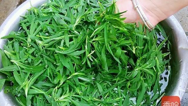 这菜全身上下都是宝,每年房前屋后撒一点,来年一大片,特别好吃|野菜