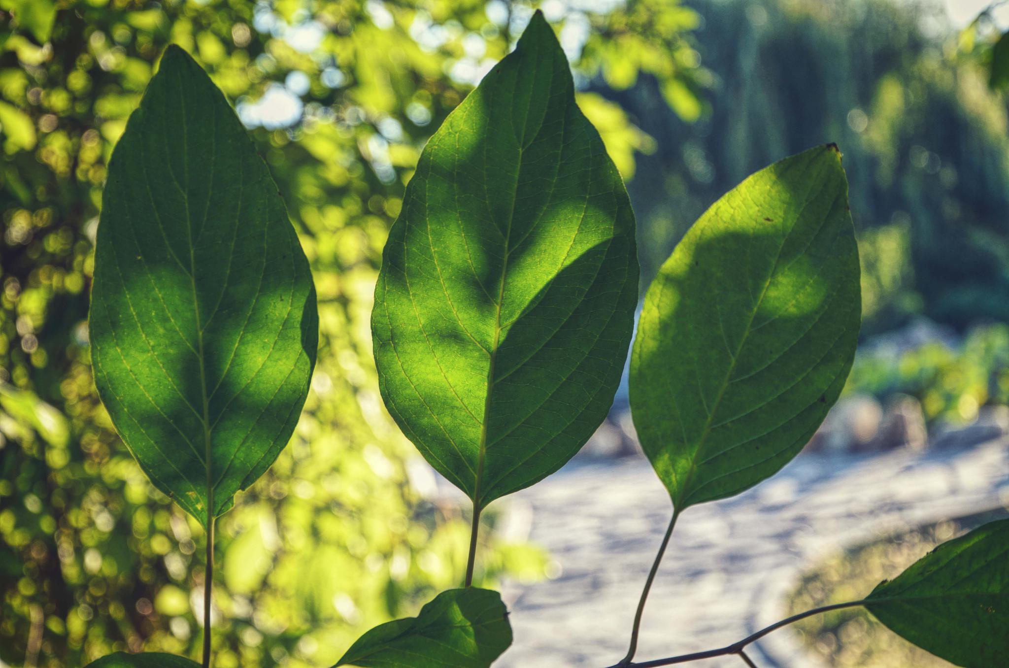 夏天的树叶,原创拍摄