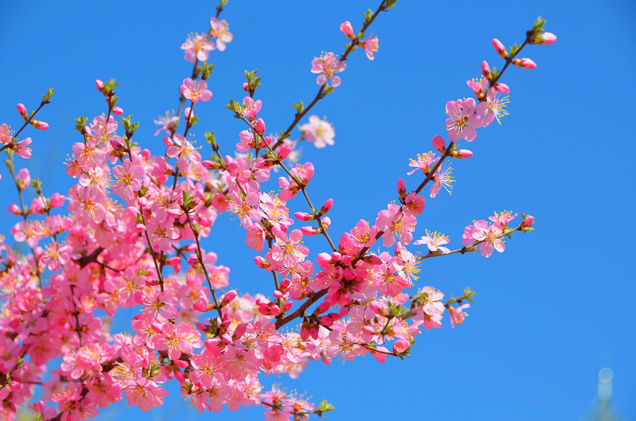 春天的花,原创拍摄_高清图集_新浪网