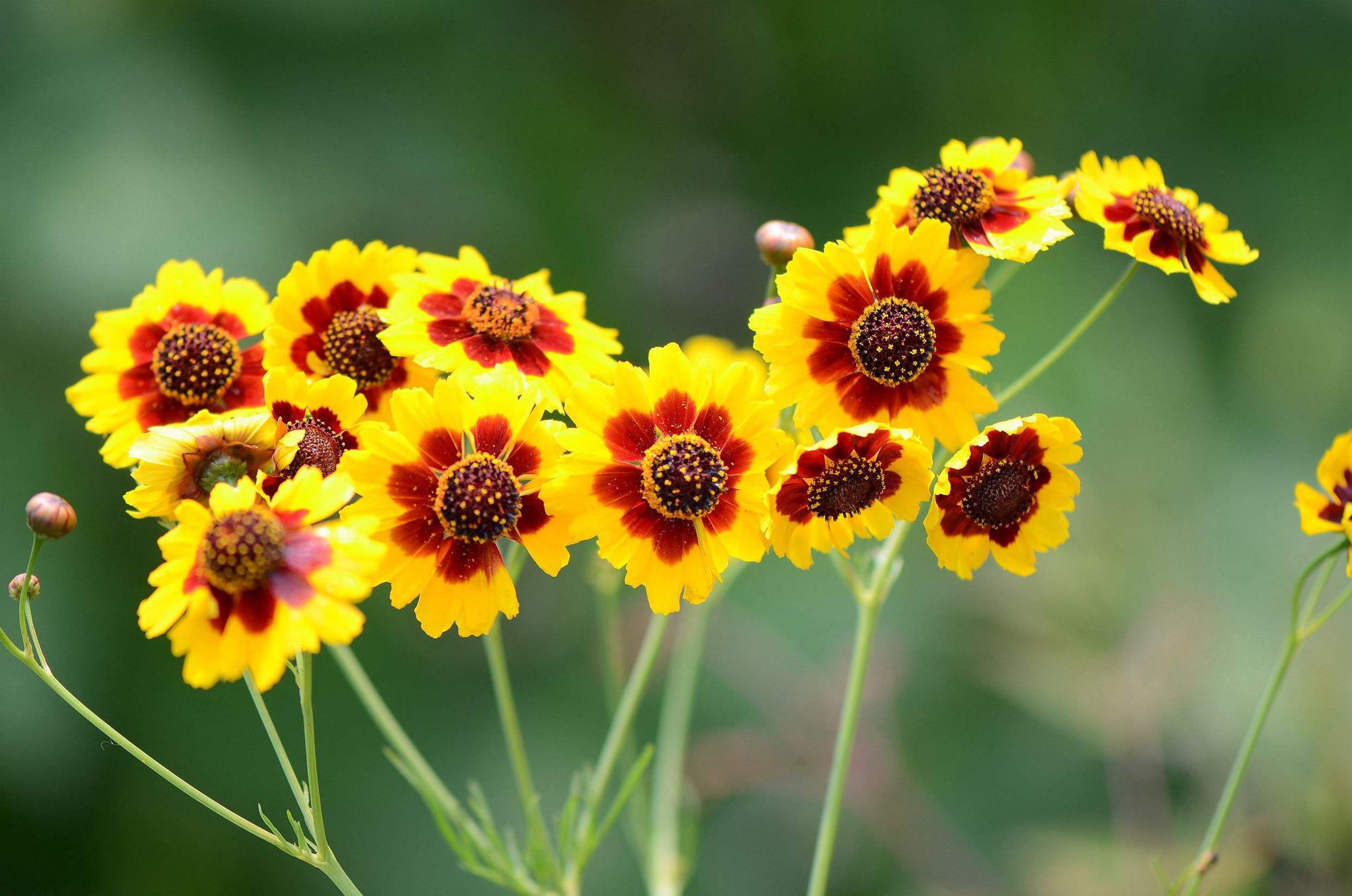 此花绚丽多彩,观赏,药用价值极高,代表着恳切的喜悦